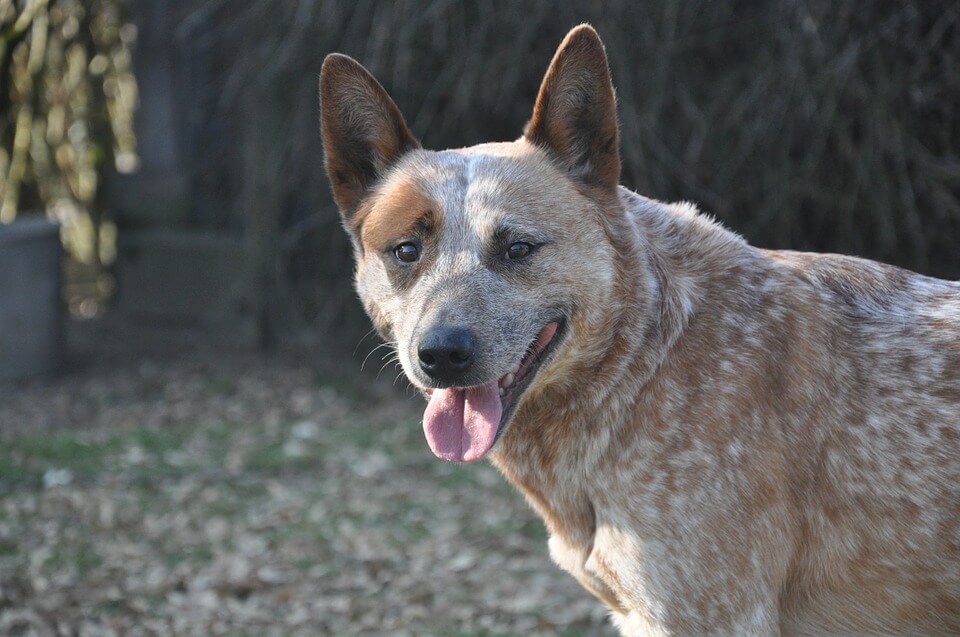 Australian Cattle Dog with open mouth