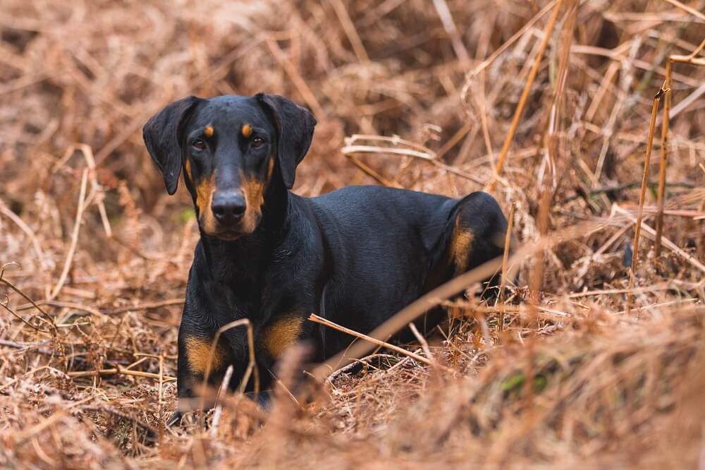 Doberman Pinscher Dog Sitting in Ground