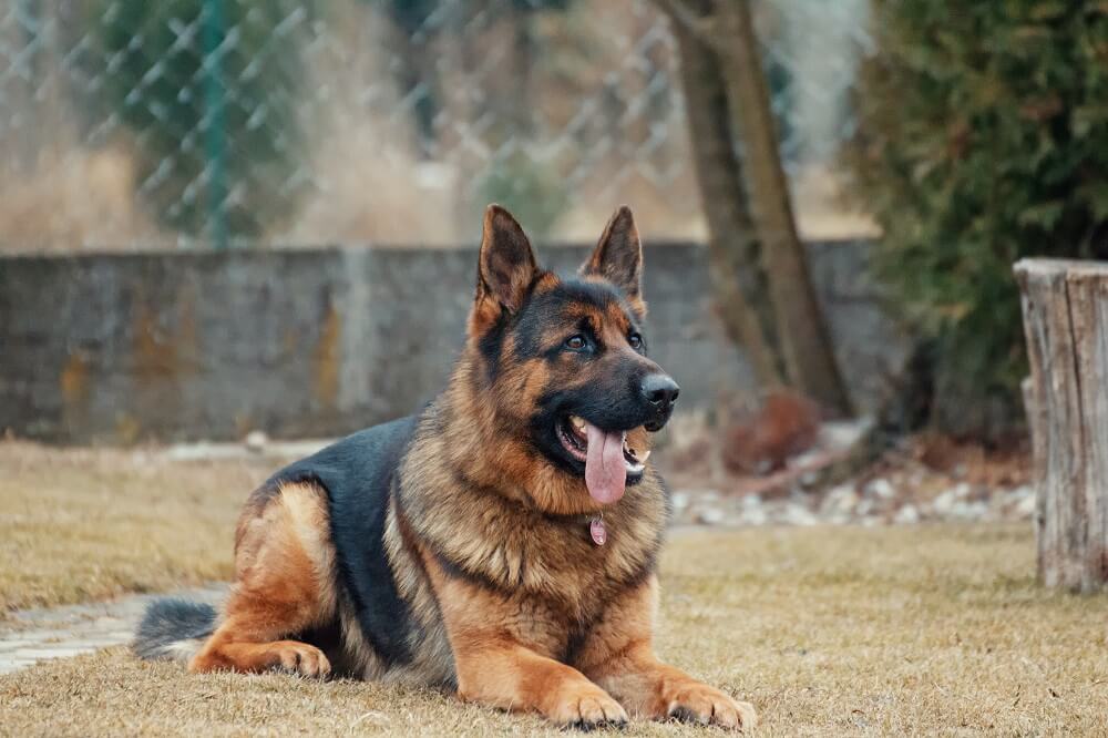 Aggressive German Shepherd Dog With Open Mouth in Ground