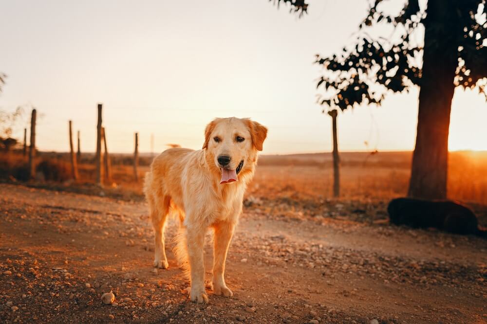 Golden Retriever Dog in Outdoor with Sunlight