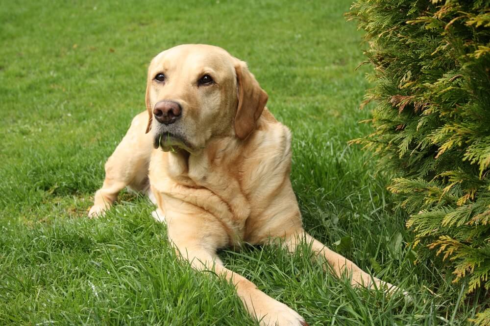 Labrador Retriever Dog sitting in green ground