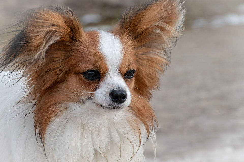Portrait of Papillon Dog with Furry Hairs