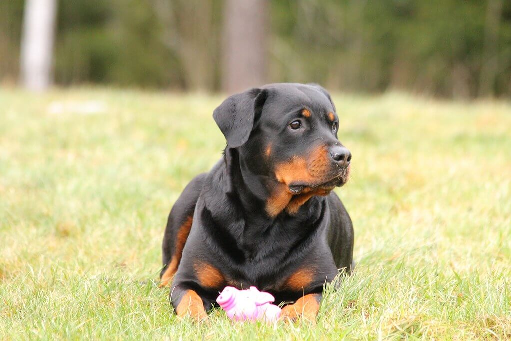 Rottweiler Dog with toy in outdoor