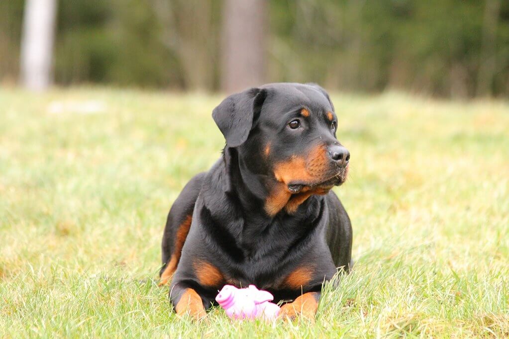 rottweiler intelligence rank