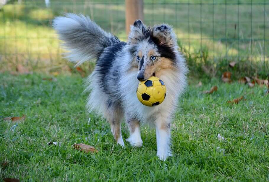 Shetland Sheepdog Playing in Ground with Yellow Ball in Mouth