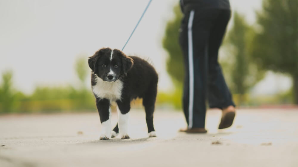 Border Collie Dog with Owner on Road