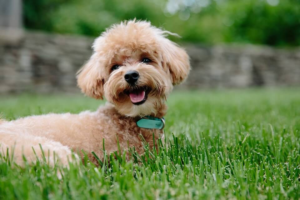 Poodle Dog sitting in Ground with Green Grass with Neck band